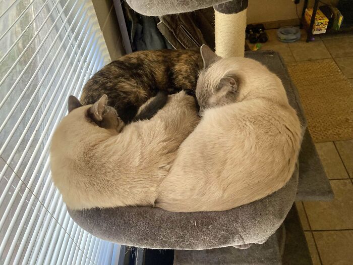 41 Adorable Pairs Of Animals Who Formed Unexpected Bonds And Melted Everyone’s Hearts
