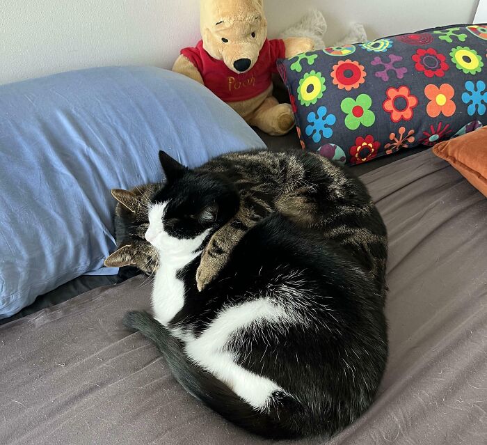 41 Adorable Pairs Of Animals Who Formed Unexpected Bonds And Melted Everyone’s Hearts