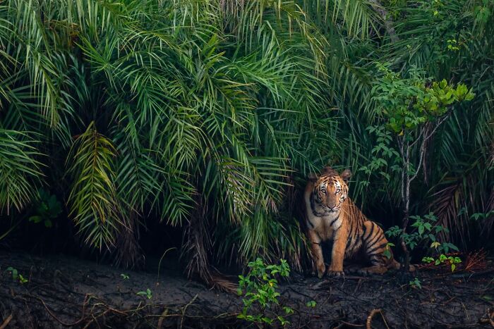 50 Incredible Animal And Bird Photos By Kaushik Wildlife That Might Take Your Breath Away
