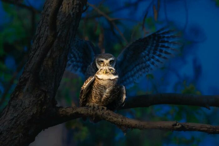 50 Incredible Animal And Bird Photos By Kaushik Wildlife That Might Take Your Breath Away