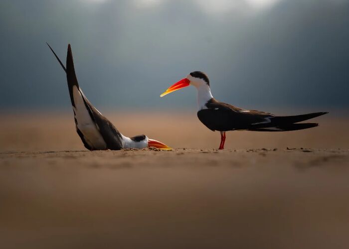 50 Incredible Animal And Bird Photos By Kaushik Wildlife That Might Take Your Breath Away