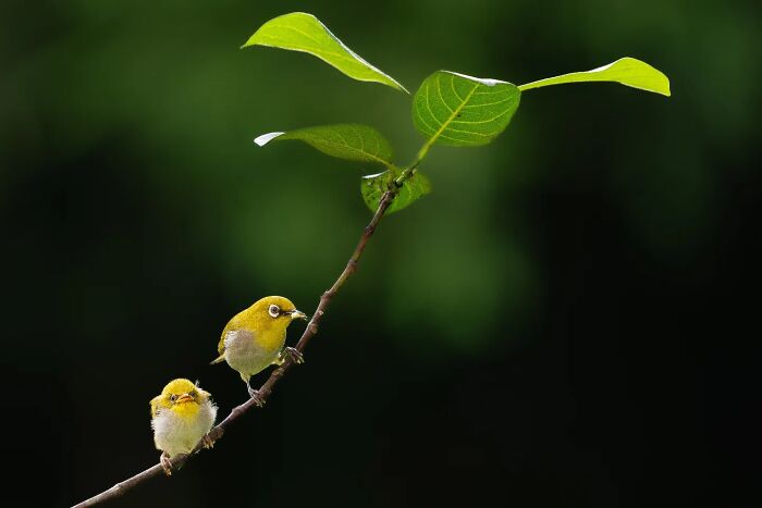 50 Incredible Animal And Bird Photos By Kaushik Wildlife That Might Take Your Breath Away