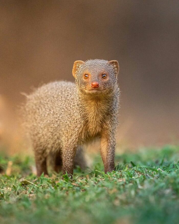 50 Incredible Animal And Bird Photos By Kaushik Wildlife That Might Take Your Breath Away
