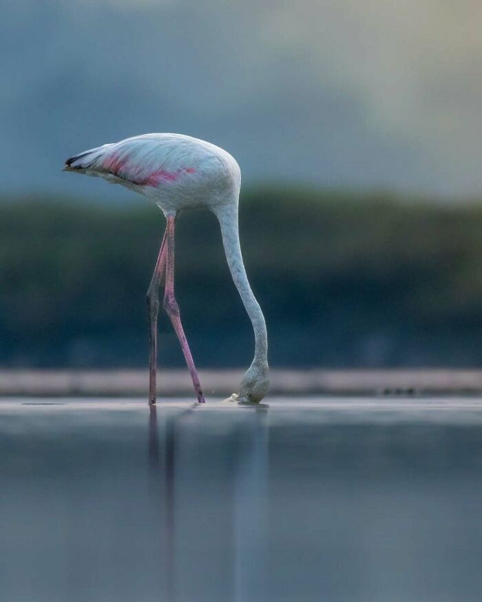 50 Incredible Animal And Bird Photos By Kaushik Wildlife That Might Take Your Breath Away