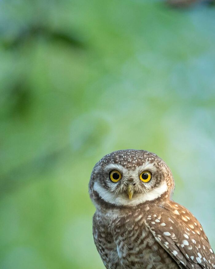 50 Incredible Animal And Bird Photos By Kaushik Wildlife That Might Take Your Breath Away