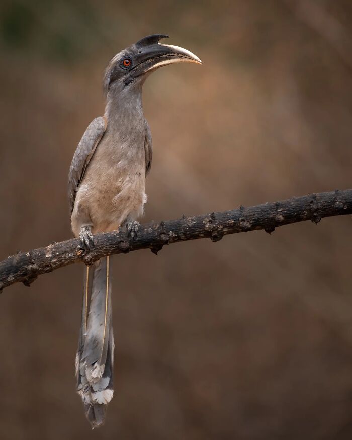 50 Incredible Animal And Bird Photos By Kaushik Wildlife That Might Take Your Breath Away