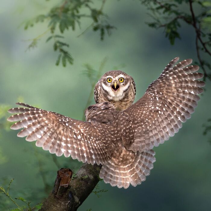 50 Incredible Animal And Bird Photos By Kaushik Wildlife That Might Take Your Breath Away