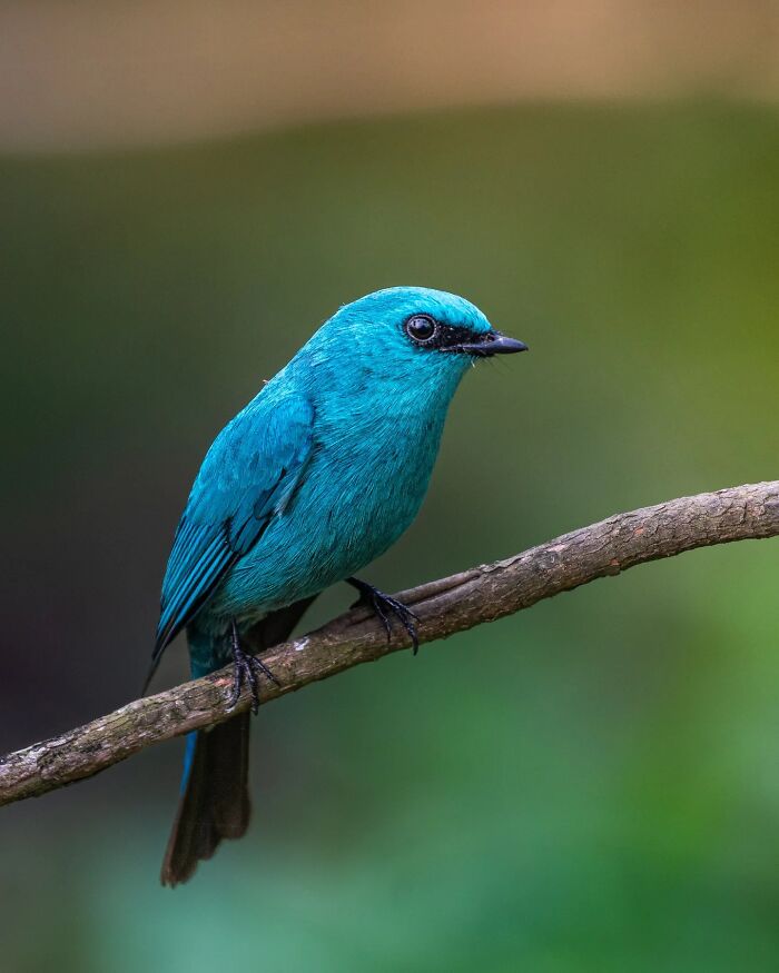 50 Incredible Animal And Bird Photos By Kaushik Wildlife That Might Take Your Breath Away