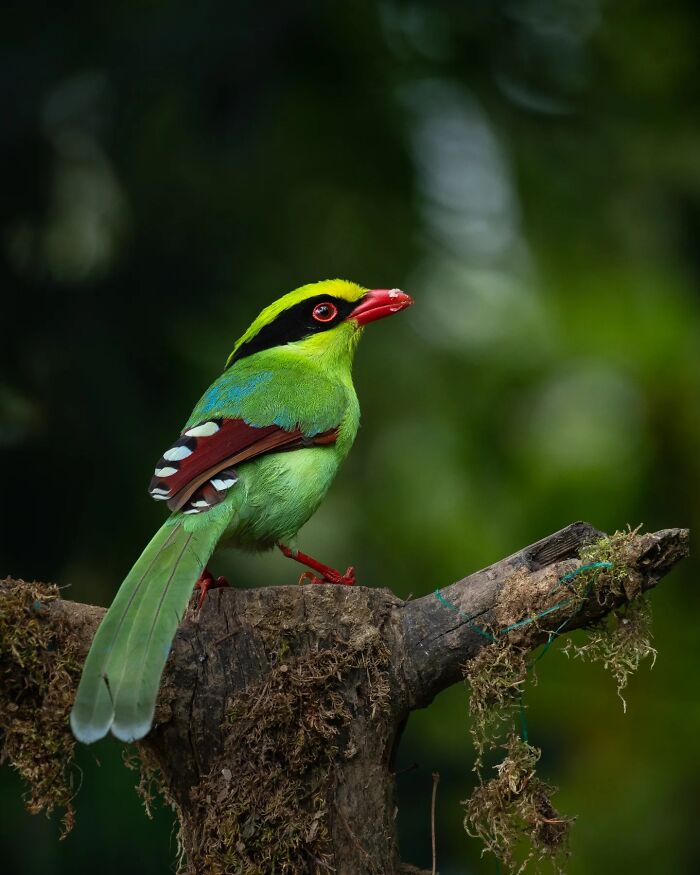 50 Incredible Animal And Bird Photos By Kaushik Wildlife That Might Take Your Breath Away