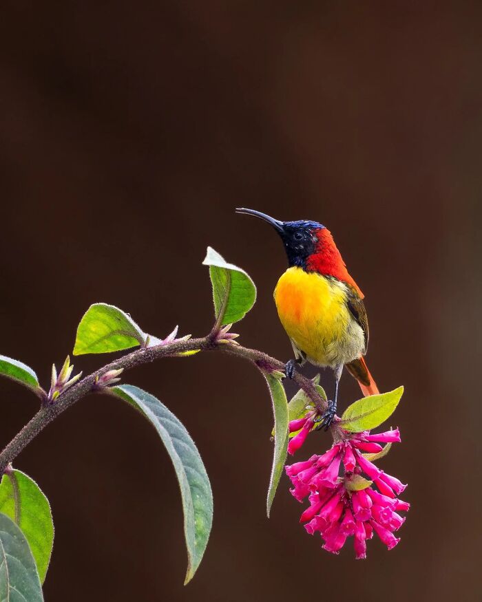 50 Incredible Animal And Bird Photos By Kaushik Wildlife That Might Take Your Breath Away