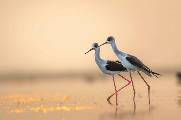 50 Incredible Animal And Bird Photos By Kaushik Wildlife That Might Take Your Breath Away