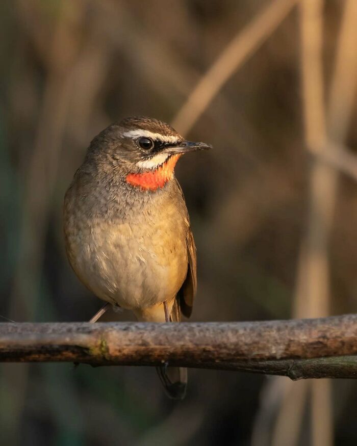 50 Incredible Animal And Bird Photos By Kaushik Wildlife That Might Take Your Breath Away