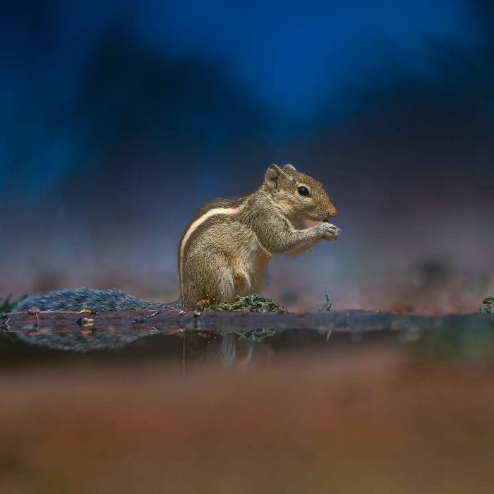 50 Incredible Animal And Bird Photos By Kaushik Wildlife That Might Take Your Breath Away