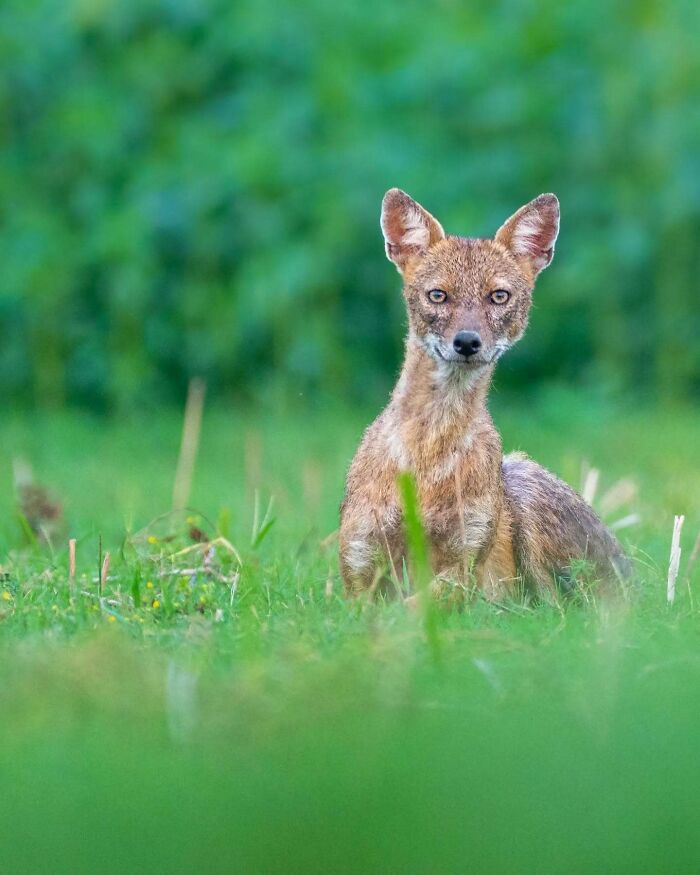 50 Incredible Animal And Bird Photos By Kaushik Wildlife That Might Take Your Breath Away