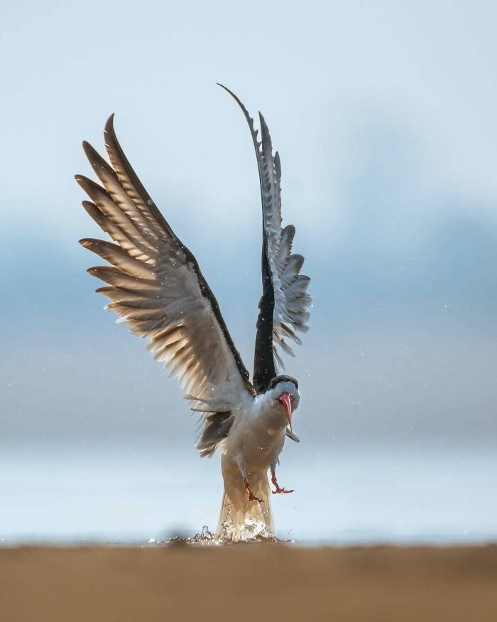 50 Incredible Animal And Bird Photos By Kaushik Wildlife That Might Take Your Breath Away