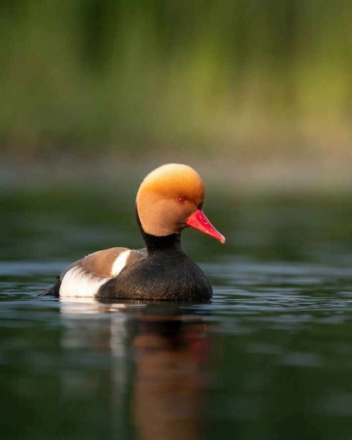 50 Incredible Animal And Bird Photos By Kaushik Wildlife That Might Take Your Breath Away