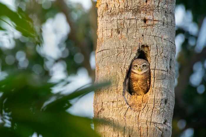 50 Incredible Animal And Bird Photos By Kaushik Wildlife That Might Take Your Breath Away