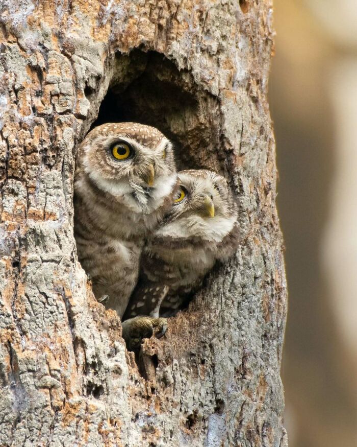 50 Incredible Animal And Bird Photos By Kaushik Wildlife That Might Take Your Breath Away