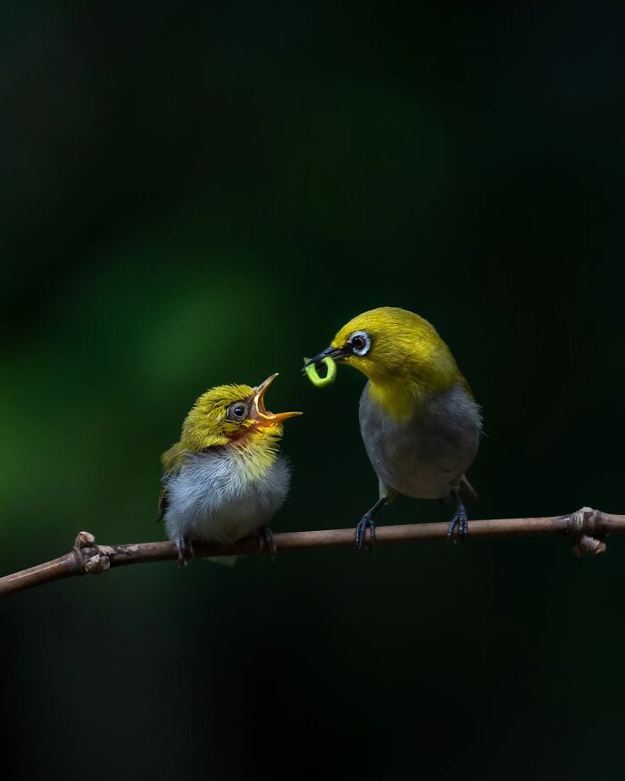 50 Incredible Animal And Bird Photos By Kaushik Wildlife That Might Take Your Breath Away