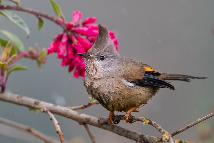 50 Incredible Animal And Bird Photos By Kaushik Wildlife That Might Take Your Breath Away
