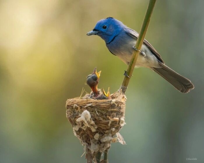 50 Incredible Animal And Bird Photos By Kaushik Wildlife That Might Take Your Breath Away