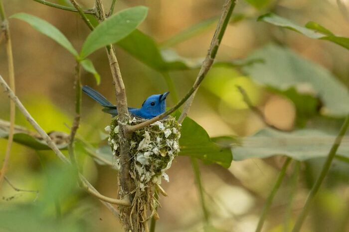 50 Incredible Animal And Bird Photos By Kaushik Wildlife That Might Take Your Breath Away
