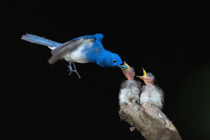 50 Incredible Animal And Bird Photos By Kaushik Wildlife That Might Take Your Breath Away