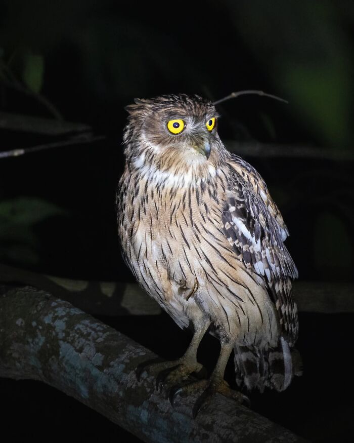 50 Incredible Animal And Bird Photos By Kaushik Wildlife That Might Take Your Breath Away