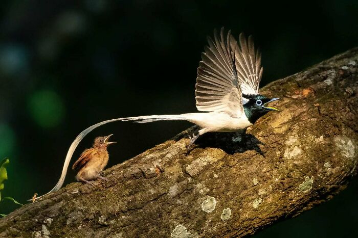 50 Incredible Animal And Bird Photos By Kaushik Wildlife That Might Take Your Breath Away