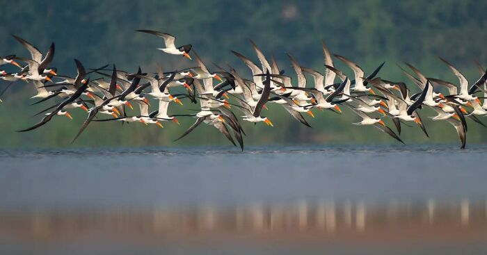 50 Incredible Animal And Bird Photos By Kaushik Wildlife That Might Take Your Breath Away