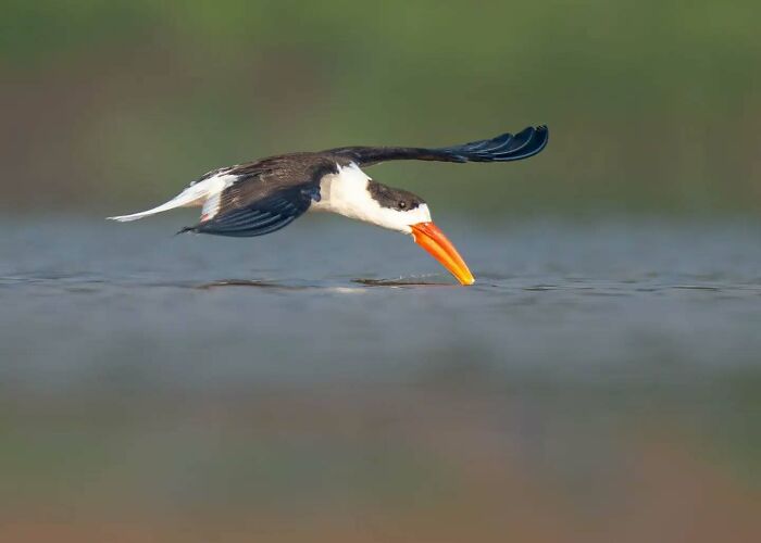 50 Incredible Animal And Bird Photos By Kaushik Wildlife That Might Take Your Breath Away
