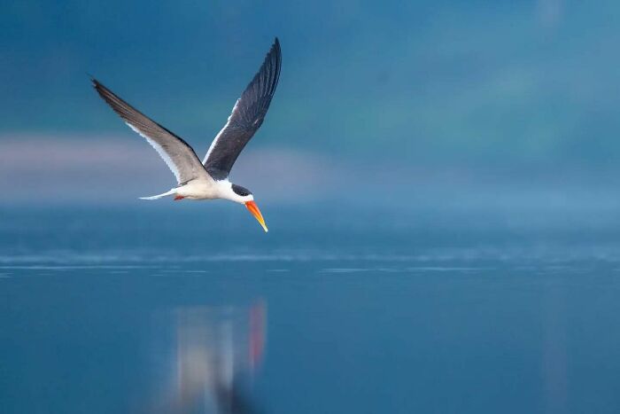 50 Incredible Animal And Bird Photos By Kaushik Wildlife That Might Take Your Breath Away