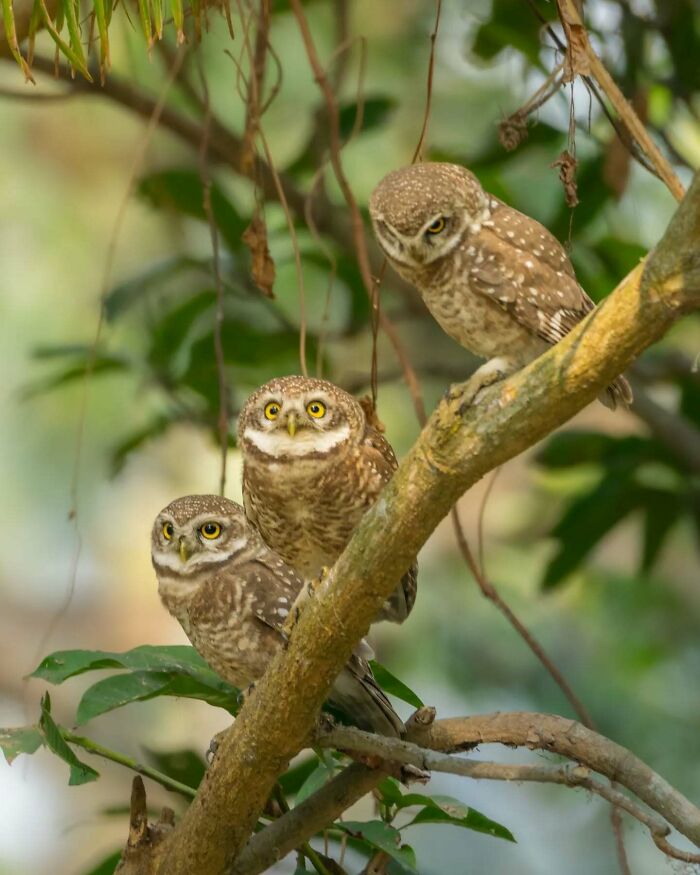 50 Incredible Animal And Bird Photos By Kaushik Wildlife That Might Take Your Breath Away