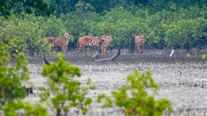 50 Incredible Animal And Bird Photos By Kaushik Wildlife That Might Take Your Breath Away