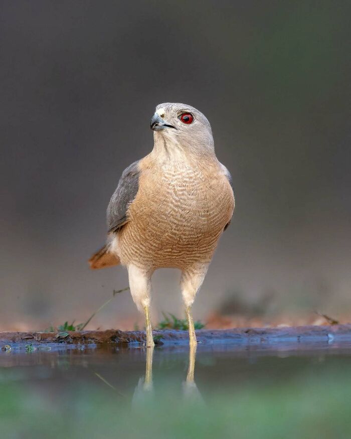 50 Incredible Animal And Bird Photos By Kaushik Wildlife That Might Take Your Breath Away