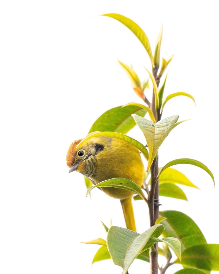 50 Incredible Animal And Bird Photos By Kaushik Wildlife That Might Take Your Breath Away