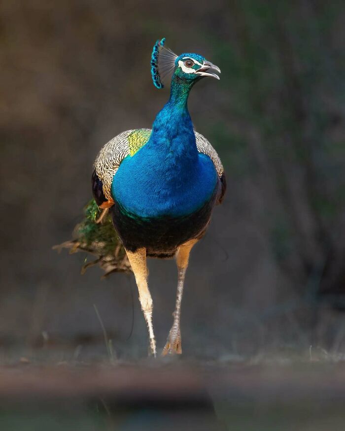 50 Incredible Animal And Bird Photos By Kaushik Wildlife That Might Take Your Breath Away