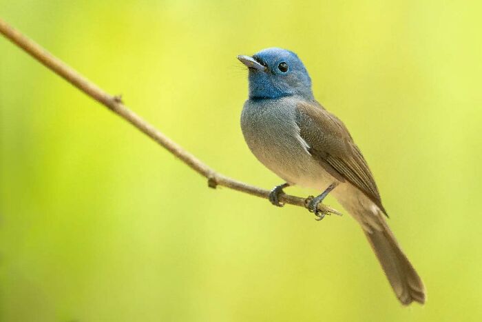 50 Incredible Animal And Bird Photos By Kaushik Wildlife That Might Take Your Breath Away