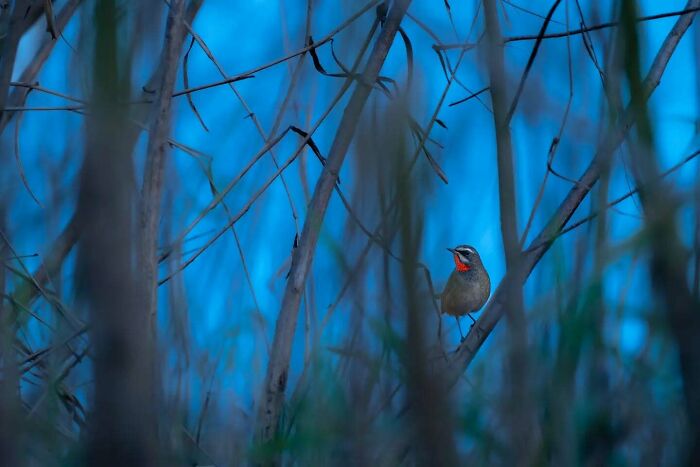 50 Incredible Animal And Bird Photos By Kaushik Wildlife That Might Take Your Breath Away
