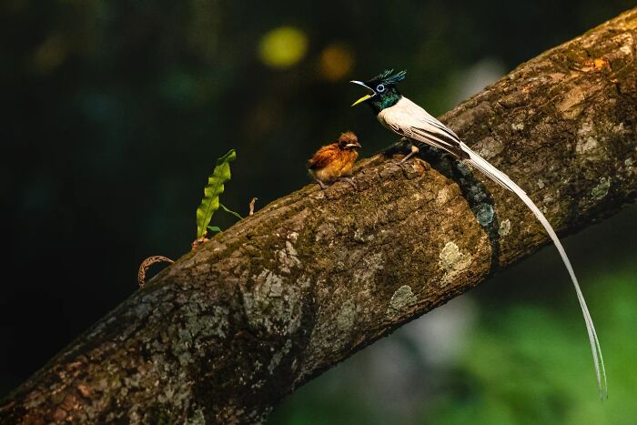 50 Incredible Animal And Bird Photos By Kaushik Wildlife That Might Take Your Breath Away