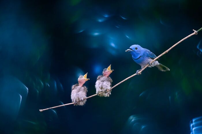 50 Incredible Animal And Bird Photos By Kaushik Wildlife That Might Take Your Breath Away