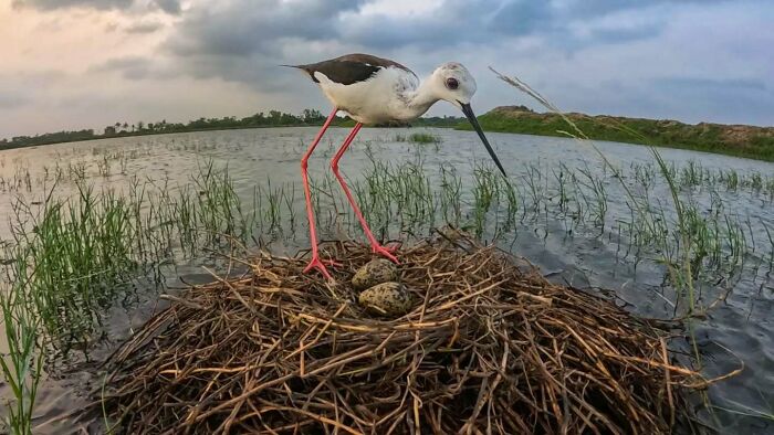 50 Incredible Animal And Bird Photos By Kaushik Wildlife That Might Take Your Breath Away