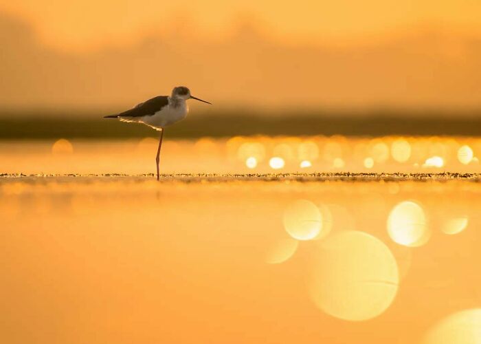 50 Incredible Animal And Bird Photos By Kaushik Wildlife That Might Take Your Breath Away