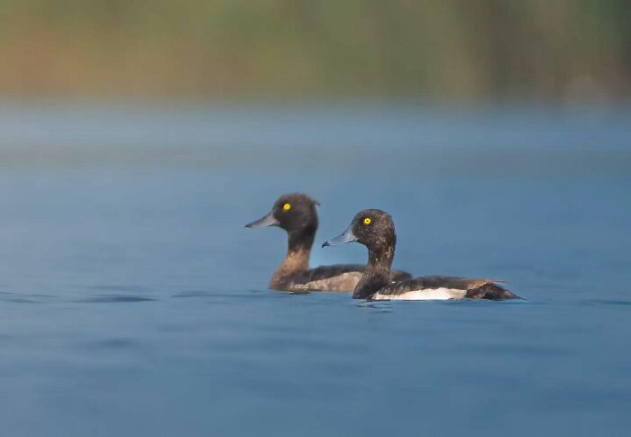50 Incredible Animal And Bird Photos By Kaushik Wildlife That Might Take Your Breath Away