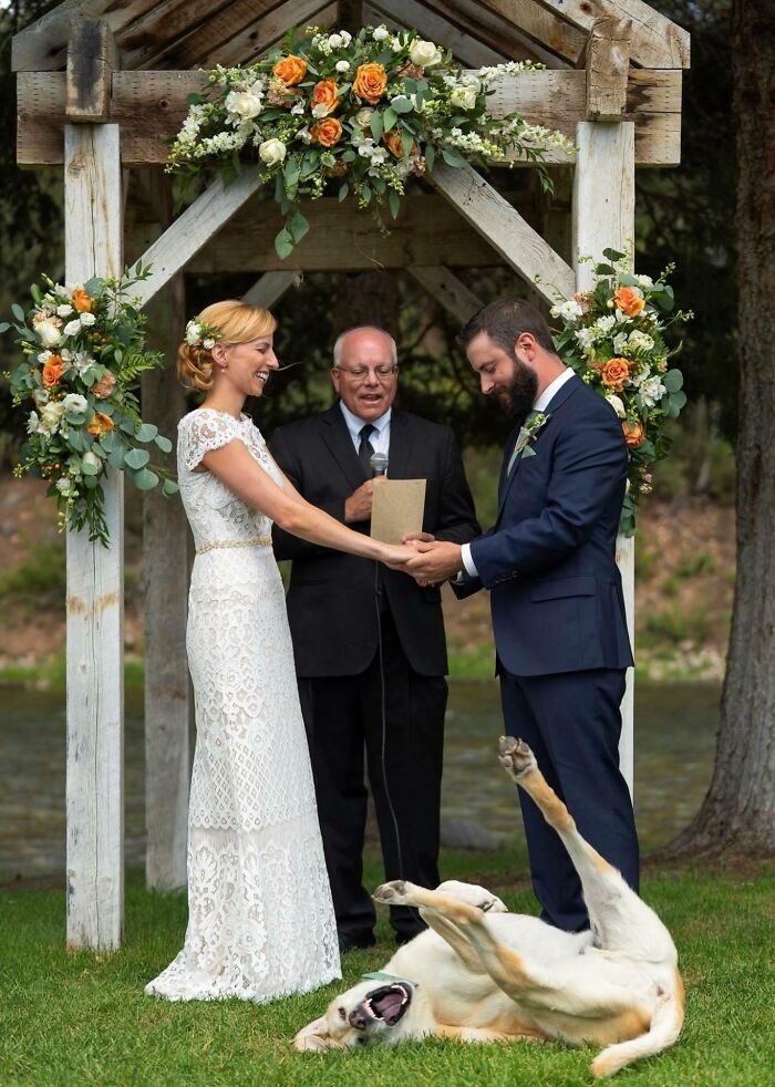 89 Funny Times Pets Crashed Photos And Totally Stole The Show