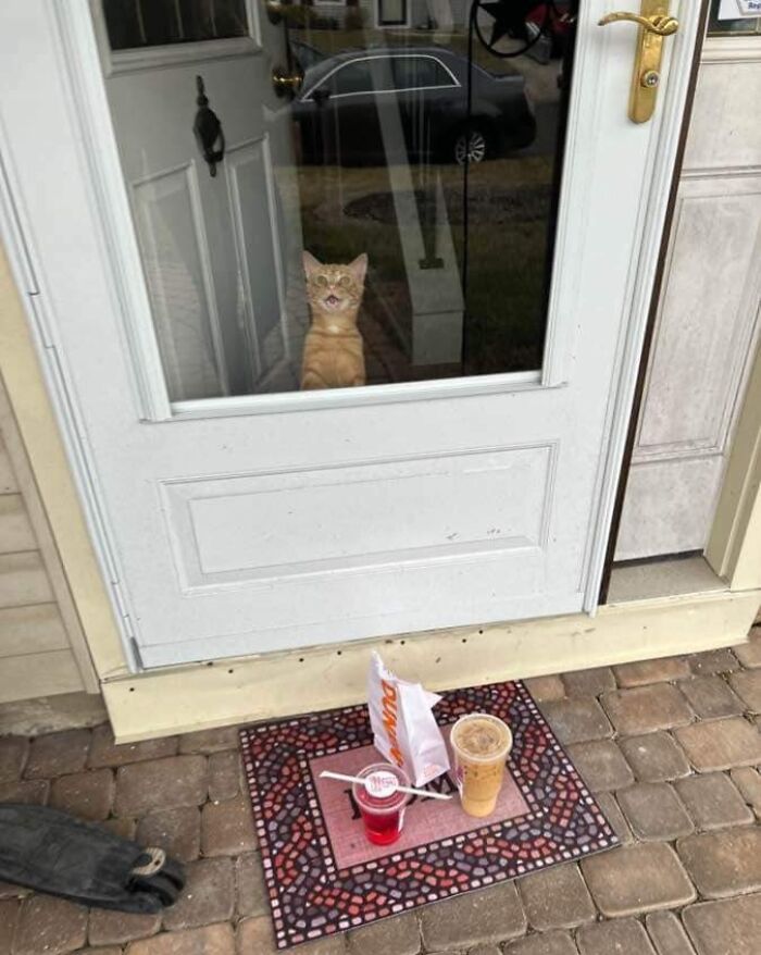 89 Funny Times Pets Crashed Photos And Totally Stole The Show