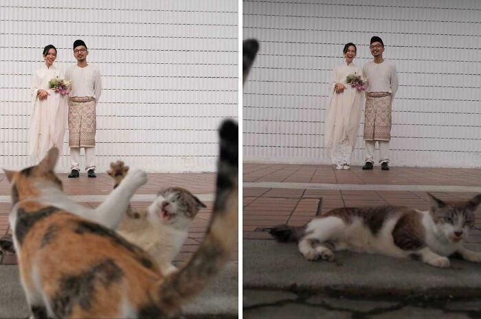 89 Funny Times Pets Crashed Photos And Totally Stole The Show