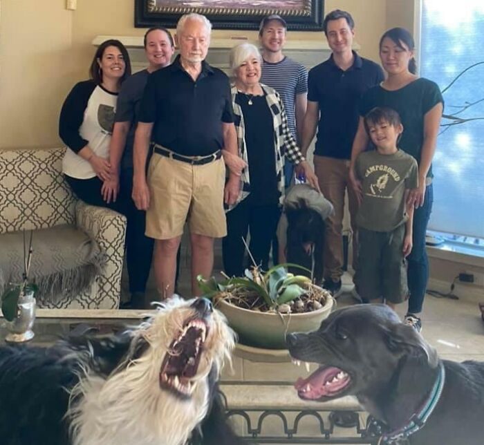 89 Funny Times Pets Crashed Photos And Totally Stole The Show