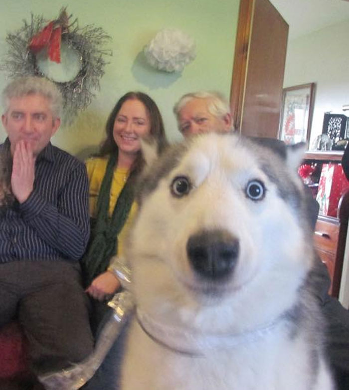 89 Funny Times Pets Crashed Photos And Totally Stole The Show