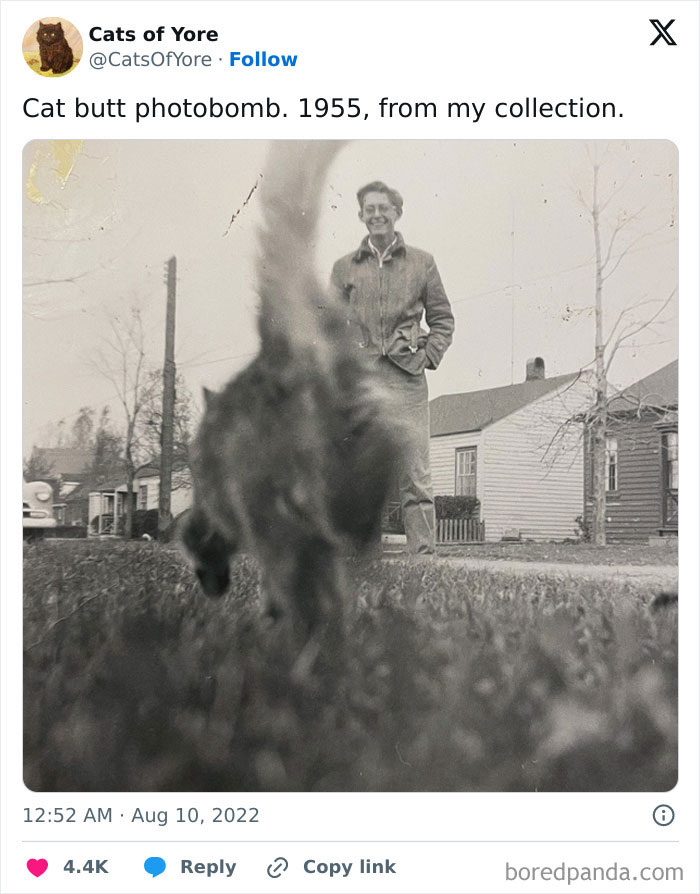 89 Funny Times Pets Crashed Photos And Totally Stole The Show